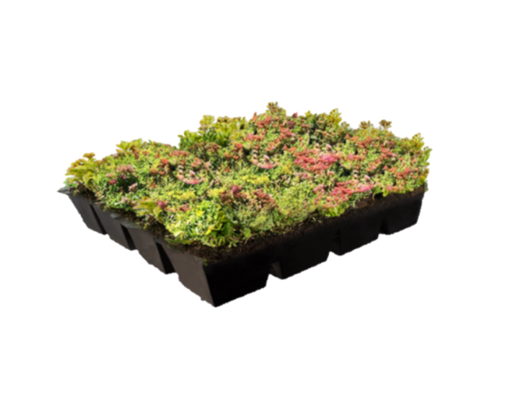 Leichtbau Sedum Kassette